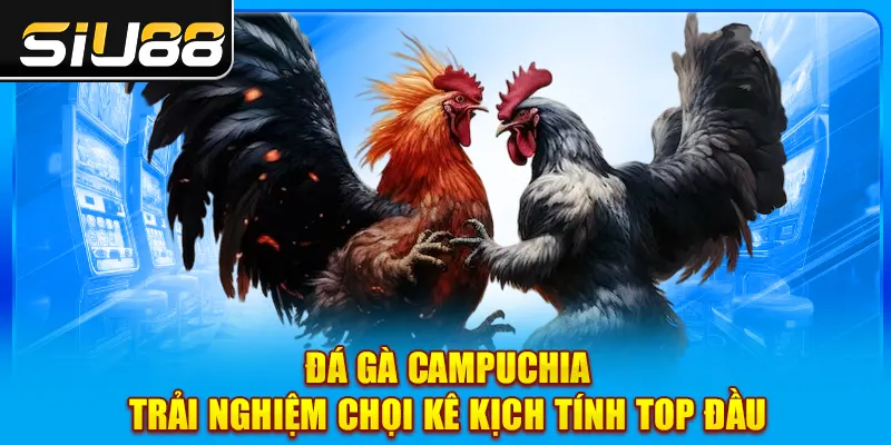 Đá Gà Campuchia - Trải Nghiệm Chọi Kê Kịch Tính Top Đầu