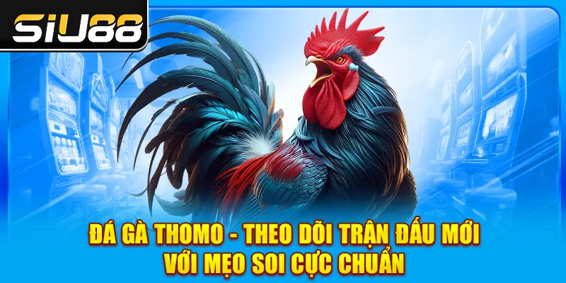 Đá Gà Thomo - Theo Dõi Trận Đấu Mới Với Mẹo Soi Cực Chuẩn