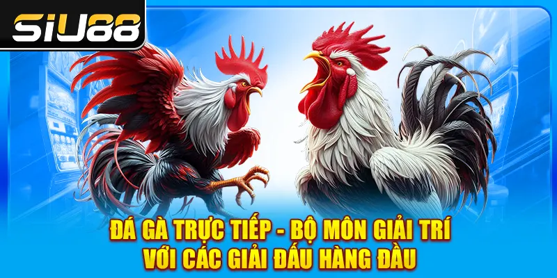 Đá Gà Trực Tiếp - Bộ Môn Giải Trí Với Các Giải Đấu Hàng Đầu
