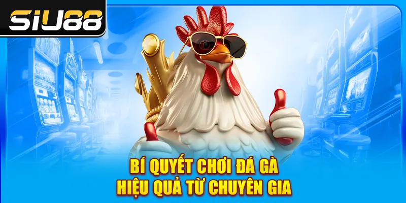 Bí quyết chơi đá gà hiệu quả từ chuyên gia Bí quyết chơi đá gà hiệu quả từ chuyên gia