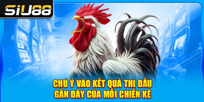 Chú ý vào kết quả thi đấu gần đây của mỗi chiến kê Chú ý vào kết quả thi đấu gần đây của mỗi chiến kê