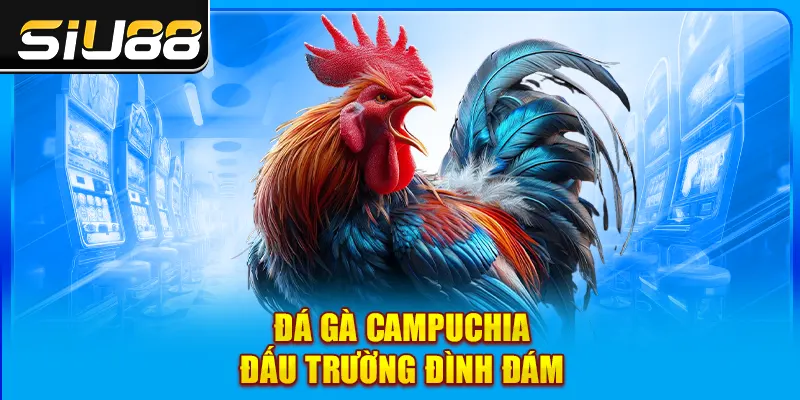 Đá gà Campuchia đấu trường đình đám Đá gà Campuchia đấu trường đình đám