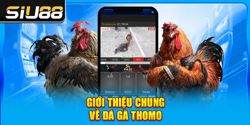 Giới thiệu chung về đá gà Thomo Giới thiệu chung về đá gà Thomo