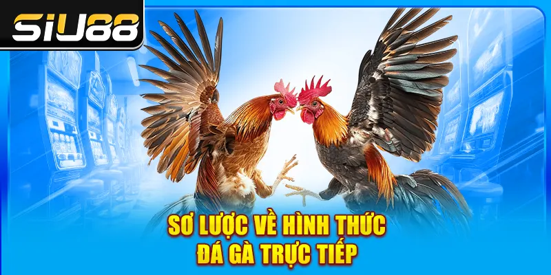 Sơ lược về hình thức đá gà trực tiếp Sơ lược về hình thức đá gà trực tiếp